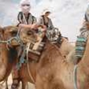 Chameau désert du Tunisie