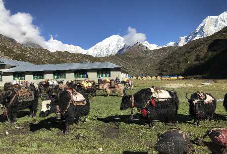 Yaks dans le village de Bhimtag